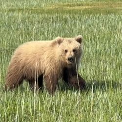 Natron Air - Baby bear!