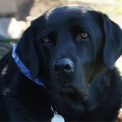 All About Restful Pets - Our boy, Bodie