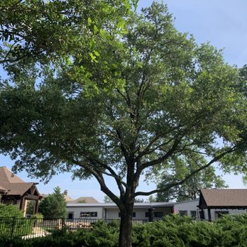 Texas Treehouse Tree Service & Stump Grinding - Tree Services Near Me - Mesquite, Texas
