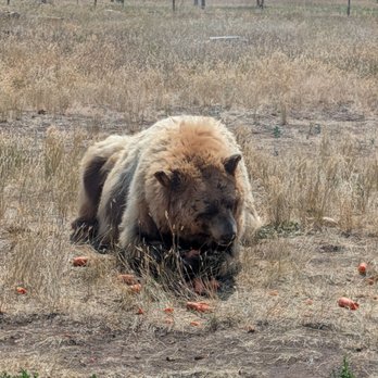 Bear Country USA - Busy eating! - Zoos Near Me - Rapid City, South Dakota Bear Country USA - Busy eating! - Zoos Near Me - Rapid City, South Dakota