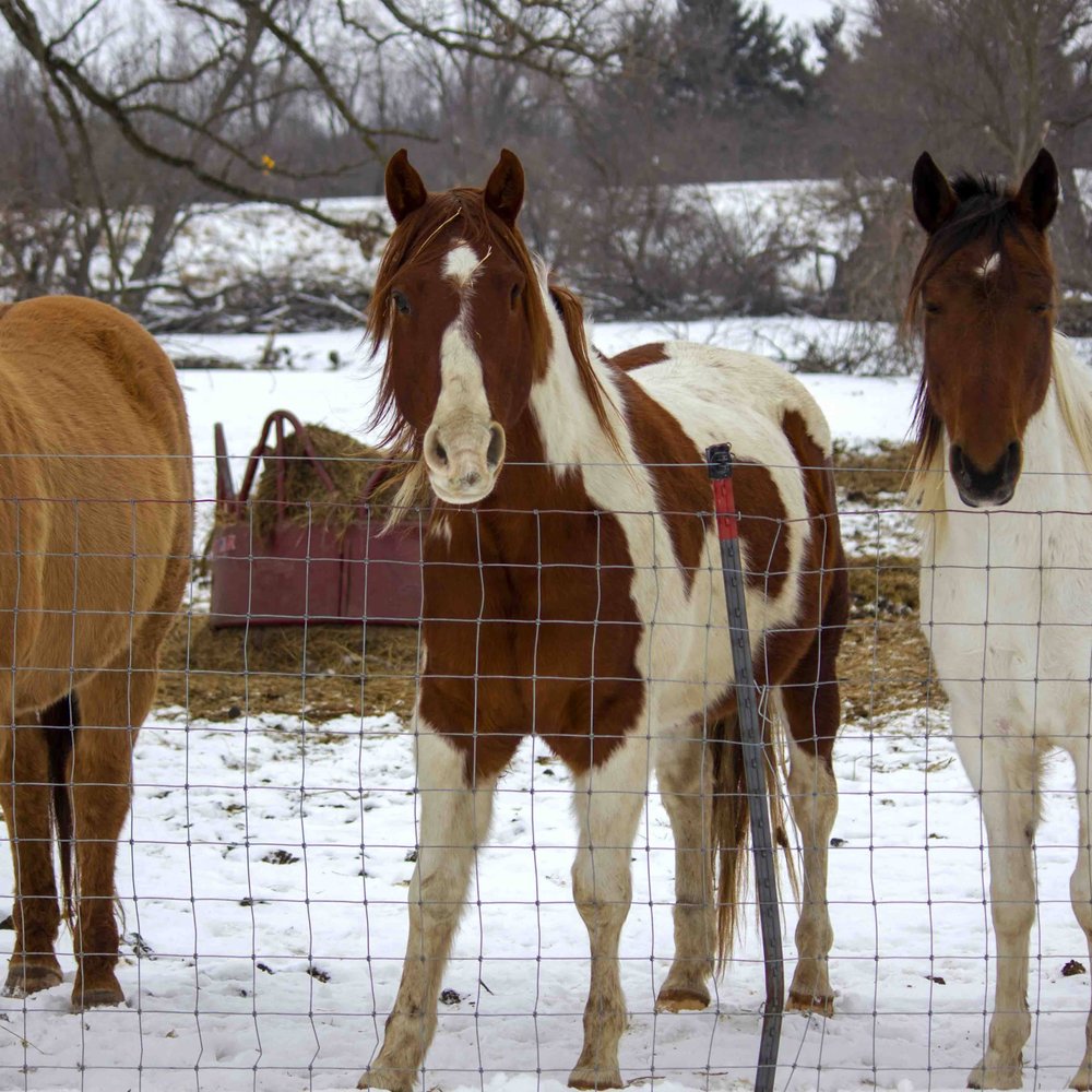 THE BEST 10 HORSEBACK RIDING in JASPER COUNTY, IA - Updated 2025 - Hours -  Yelp
