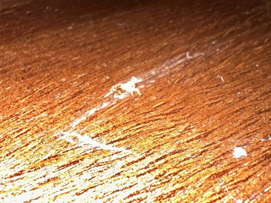 Professor Pizza - Old Town by null