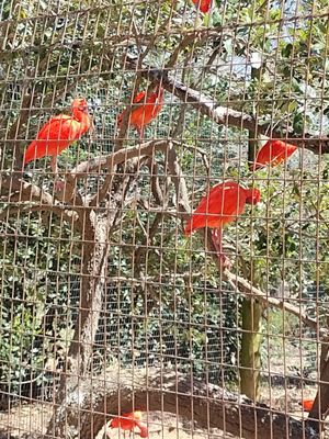 Caldwell Zoo by null