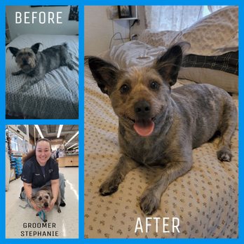 Petco - This is a collage of before and after of my boy, Kona before his grooming with Stephanie - Pet Stores Near Me - San Pedro, California Petco - This is a collage of before and after of my boy, Kona before his grooming with Stephanie - Pet Stores Near Me - San Pedro, California