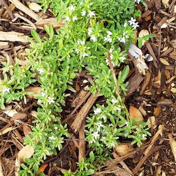 Green Valley Nursery - The plant we bought is still doing well! - Nurseries & Gardening Near Me - Lancaster, California