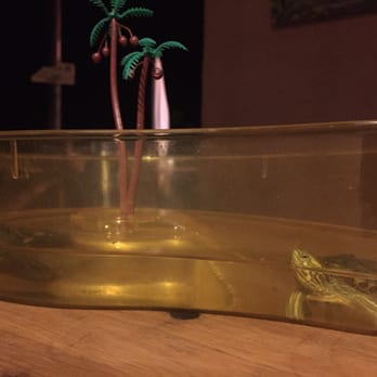 Nessun Dorma - Ugo, the beautiful lady turtle in her bowl (the water is not yellow; the container is. She's a very cared-for lady!) - Tapas/Small Plates Near Me - Manarola, SP Nessun Dorma - Ugo, the beautiful lady turtle in her bowl (the water is not yellow; the container is. She's a very cared-for lady!) - Tapas/Small Plates Near Me - Manarola, SP
