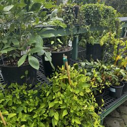 Matera Garden & Nursery Center