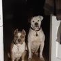 Photo of WellHaven Pet Health- Mill Plain