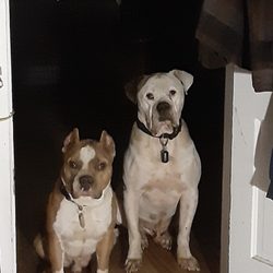WellHaven Pet Health- Mill Plain - Dumbledore and Hooch
