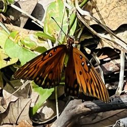 Pondhawk Natural Area - Gulf fritillary