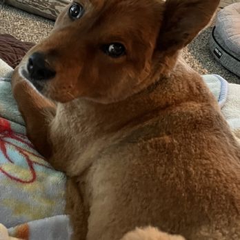 Snazzy Snout - Completely different dog! Shaved her whole chow chow face and body. - Pet Groomers Near Me - Colorado Springs, Colorado Snazzy Snout - Completely different dog! Shaved her whole chow chow face and body. - Pet Groomers Near Me - Colorado Springs, Colorado