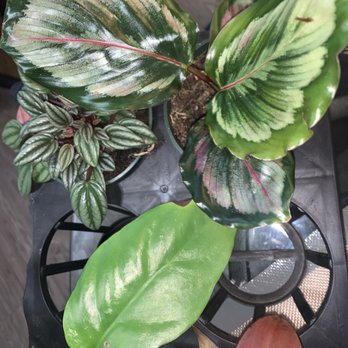 Exotic Plants - Calathea - Nurseries & Gardening Near Me - Sacramento, California Exotic Plants - Calathea - Nurseries & Gardening Near Me - Sacramento, California
