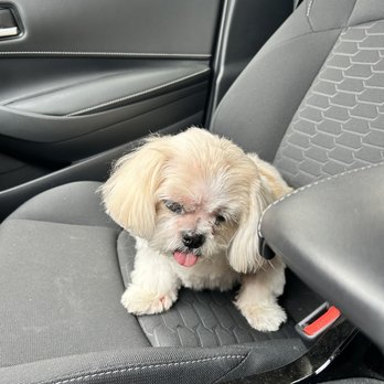 Marie's Pet Grooming - MY DOG WENT TO THE ER BC OF THEM! Her head was like this the whole car ride there & was unable to lay down - Pet Groomers Near Me - Chicago, Illinois Marie's Pet Grooming - MY DOG WENT TO THE ER BC OF THEM! Her head was like this the whole car ride there & was unable to lay down - Pet Groomers Near Me - Chicago, Illinois