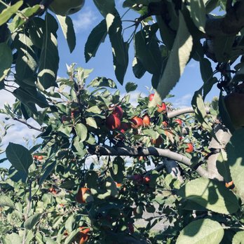 Lawrence Farms Orchards - Healthy Delicious Apple trees for picking! - Pick Your Own Farms Near Me - Newburgh, New York Lawrence Farms Orchards - Healthy Delicious Apple trees for picking! - Pick Your Own Farms Near Me - Newburgh, New York