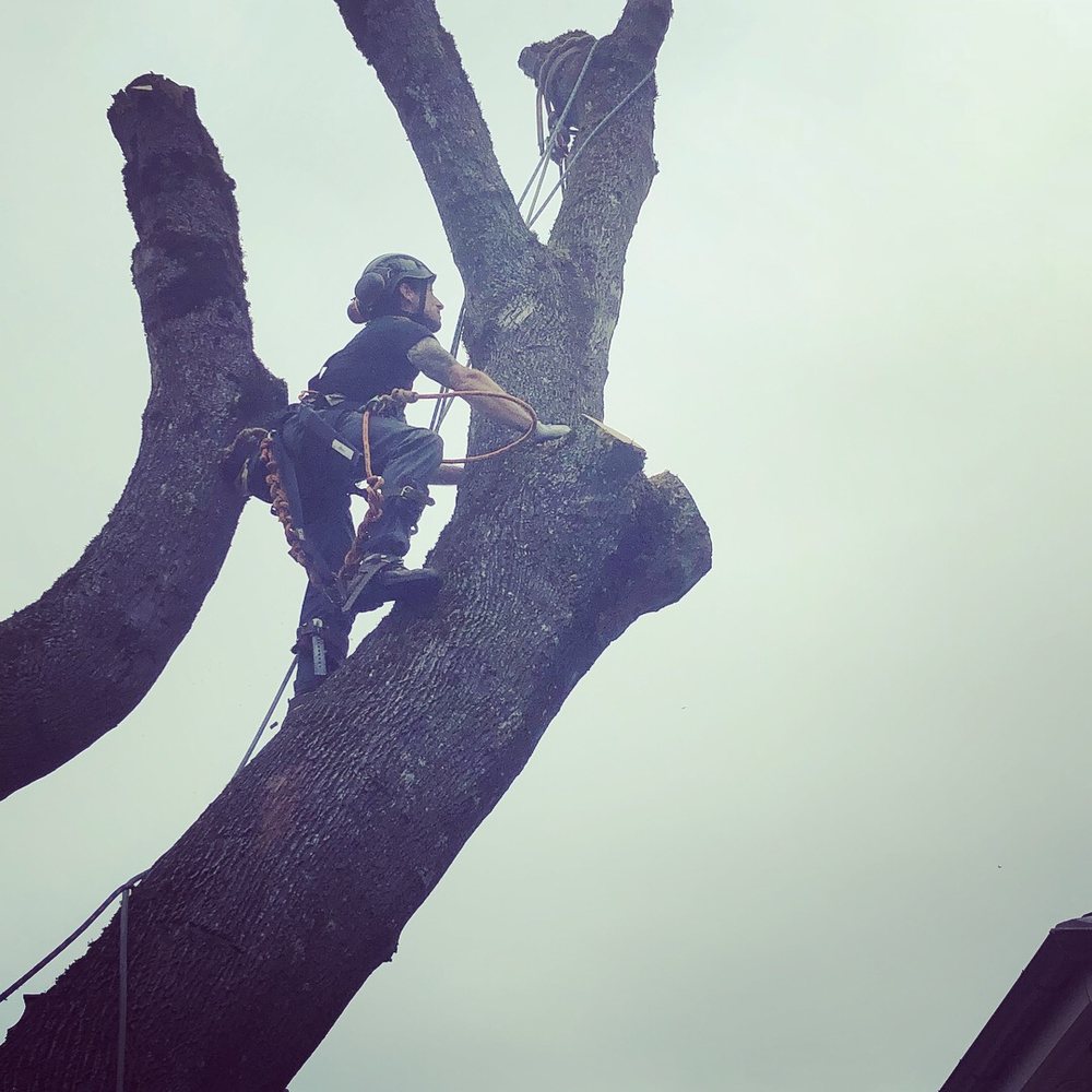 Tillis Tree Care - tree service in Portland, OR