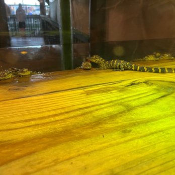 Fudpucker's - Baby alligator - Seafood Near Me - Destin, Florida