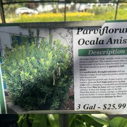 Georgia Wholesale Nursery - Plant, description, price
