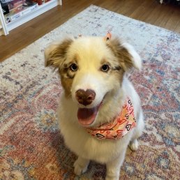 A dog with a light-colored coat and brown markings wears a heart-patterned bandana and sits on a decorative rug inside a room.