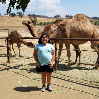 Oasis Camel Dairy - Camel daze!! - Attraction Farms Near Me - Ramona, California Oasis Camel Dairy - Camel daze!! - Attraction Farms Near Me - Ramona, California