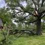 Photo of Wellnitz Tree Care