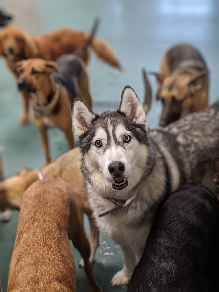 BEST FRIENDS PET HOTEL Updated April 2024 60 Photos & 65 Reviews