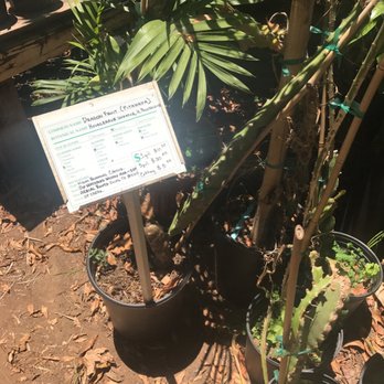 Exotica Rare Fruit Nursery - Nurseries & Gardening Near Me - Vista, California Exotica Rare Fruit Nursery - Nurseries & Gardening Near Me - Vista, California