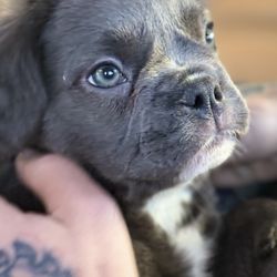 High Lakes Frenchies