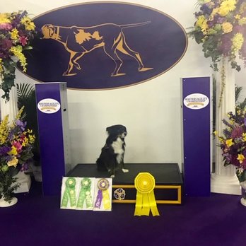 Timeless Aussies - Timeless Trudi places 3rd at Westminster Master Agility 2019 - Pet Breeders Near Me Timeless Aussies - Timeless Trudi places 3rd at Westminster Master Agility 2019 - Pet Breeders Near Me