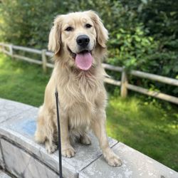 Cascadia K9 Dog Training - Murphy working his implied stay and sit