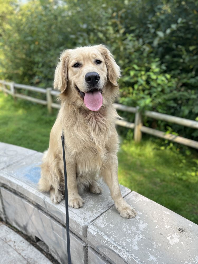 Cascadia K9 Dog Training - pet boarding facility in Everett, WA