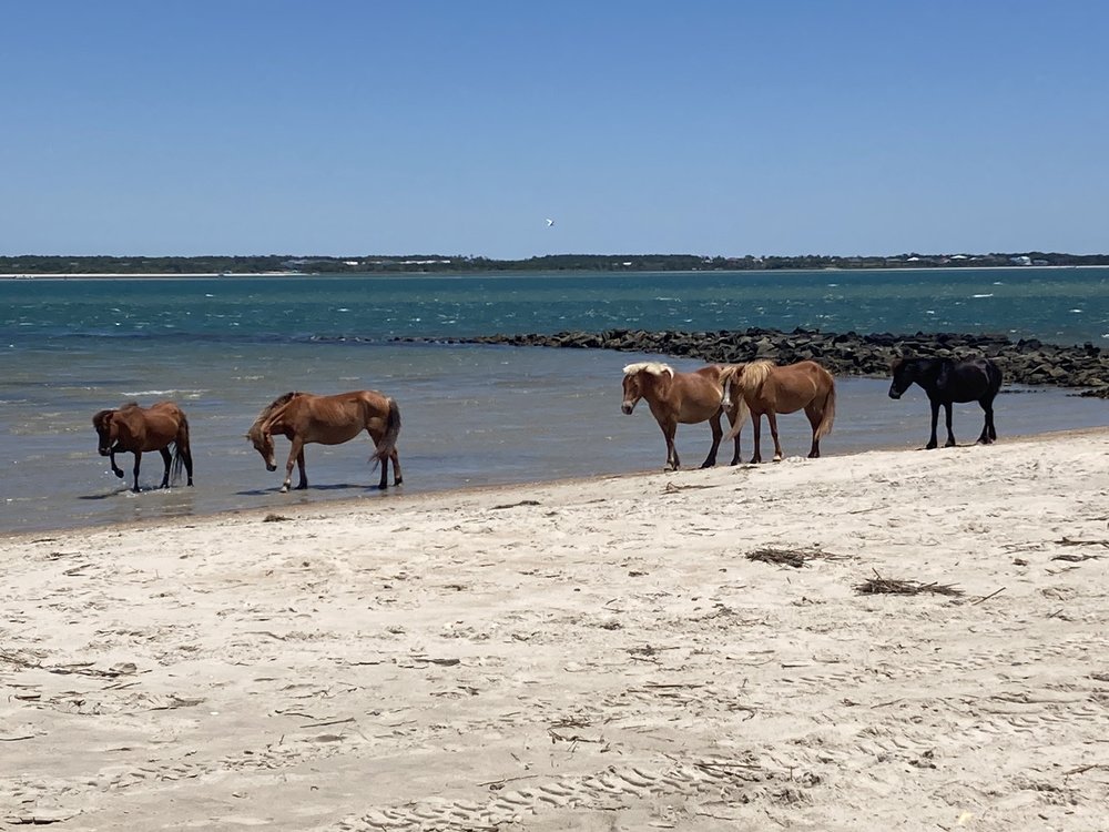 Shackleford Wild Horse and Shelling Safari Image