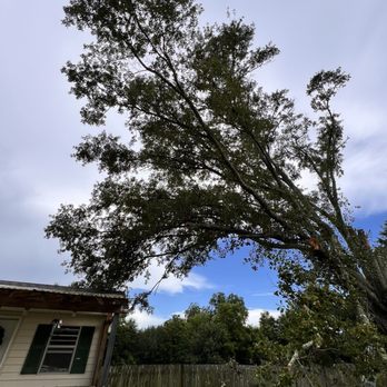 L and L Tree Service - The very first thing I asked them to cut was the limbs over this house. This is the way they left it. - Tree Services Near Me - Loreauville, Louisiana L and L Tree Service - The very first thing I asked them to cut was the limbs over this house. This is the way they left it. - Tree Services Near Me - Loreauville, Louisiana
