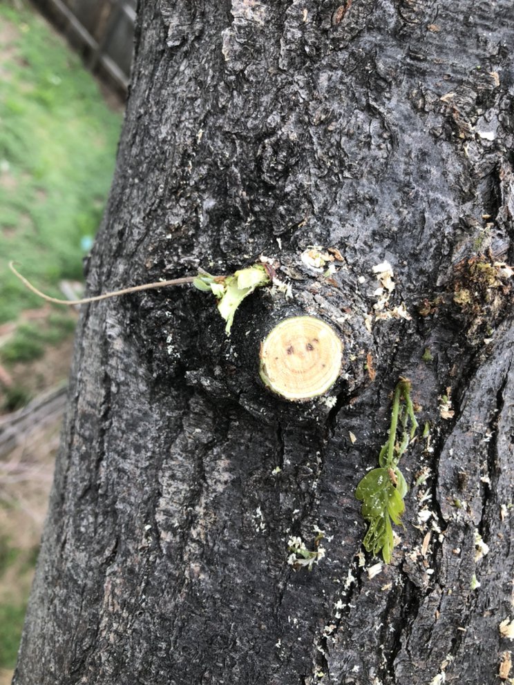 Communitree - tree service in Denver, CO