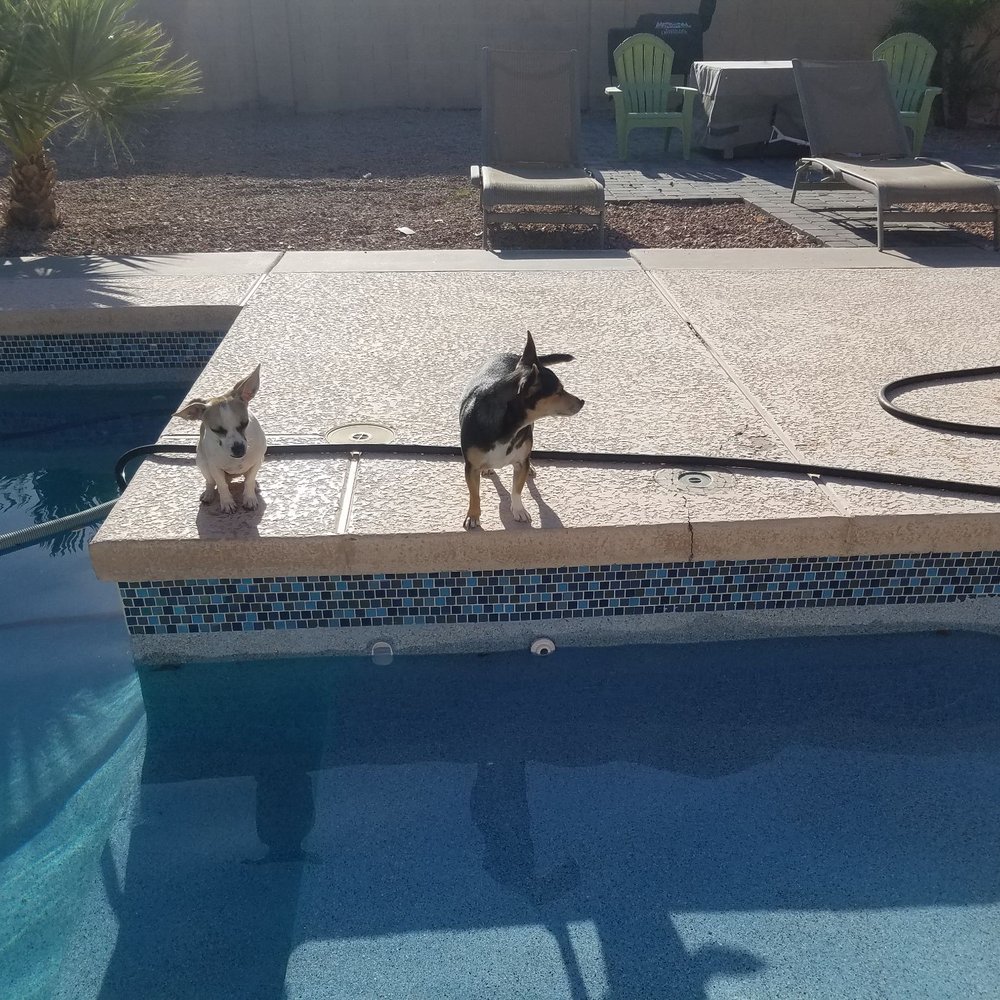 Sun Devil Pool Supply & Service - Gigi and Sadie perform a thorough inspection. - Pool Cleaners Near Me - Tempe, Arizona Sun Devil Pool Supply & Service - Gigi and Sadie perform a thorough inspection. - Pool Cleaners Near Me - Tempe, Arizona