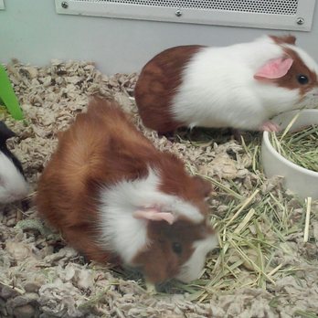 Petco - Young Guinea pigs - Pet Training Near Me - Oklahoma City, Oklahoma Petco - Young Guinea pigs - Pet Training Near Me - Oklahoma City, Oklahoma