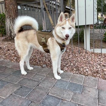 Peaceful Pets Services - My super clean & deshed Husky! - Pet Groomers Near Me Peaceful Pets Services - My super clean & deshed Husky! - Pet Groomers Near Me