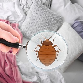 MidloJoe Pest & Termite - Bed Bugs - Pest Control Near Me - Midlothian, Texas MidloJoe Pest & Termite - Bed Bugs - Pest Control Near Me - Midlothian, Texas