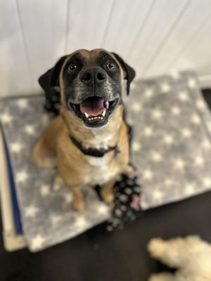 CAMP RUN-A-MUTT COLUMBUS - Updated February 2026 - 56 Photos & 11