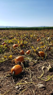 Hoffman Farms Store by null