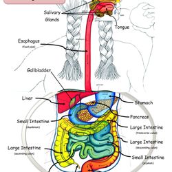 Gwen Pillow, DC - Class on Digestion...Free! Thursday, 3/29/2018 Location: Our Office  Please RSVP 237-2654 Get smart about your help and come learn with us!
