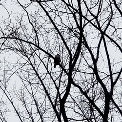 Ossian Hall Park - Did not have my good camera (of course) some type of smaller raptor