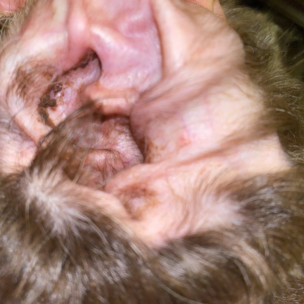 Diamonds in the Ruff - Filthy ears after being there for 5+ hours - Pet Groomers Near Me - Clovis, California Diamonds in the Ruff - Filthy ears after being there for 5+ hours - Pet Groomers Near Me - Clovis, California