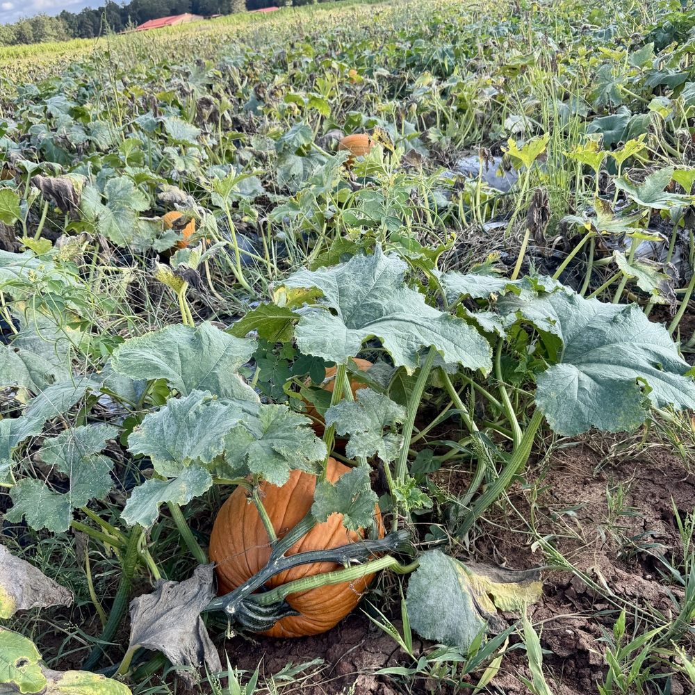 Hall Family Farm - Pumpkin patch - Pumpkin Patches Near Me - Lancaster, South Carolina Hall Family Farm - Pumpkin patch - Pumpkin Patches Near Me - Lancaster, South Carolina