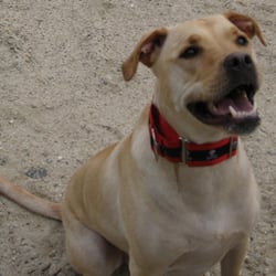 Lazybones Dog Training - Happy dogs, happy people.