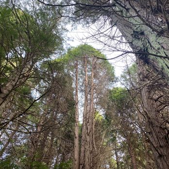Lincoln Park - Trees. - Parks Near Me - Seattle, Washington