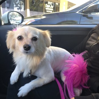 Sweet Pea Grooming - Pet Groomers Near Me - San Diego, California