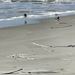 Oystercatchers
