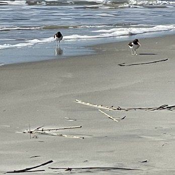 Crab Creek Charters - Oystercatchers - Boat Charters Near Me - Tybee Island, Georgia