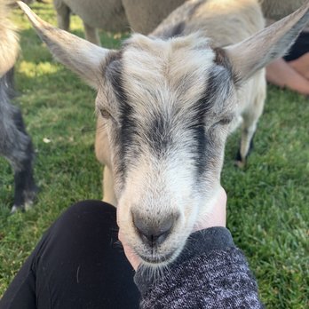 Itty Bitty Mobile Petting Zoo - Petting Zoos Near Me Itty Bitty Mobile Petting Zoo - Petting Zoos Near Me