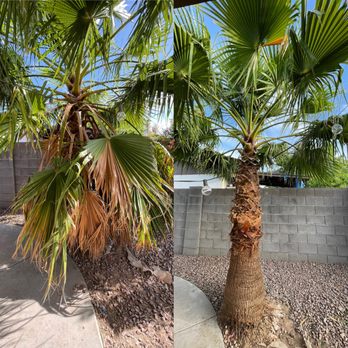 Summer Breeze Landscape and Demo - Palm tree trimming - Junk Removal & Hauling Near Me Summer Breeze Landscape and Demo - Palm tree trimming - Junk Removal & Hauling Near Me
